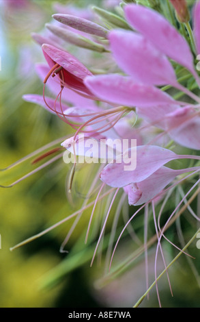 Rosa Spinne Blume (Cleome Hassleriana) Stockfoto