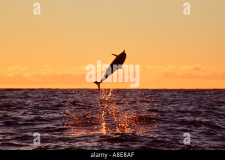 Spinner-Delphin springen Sonnenuntergang Stenella Longirostris Big Island Hawaii Stockfoto