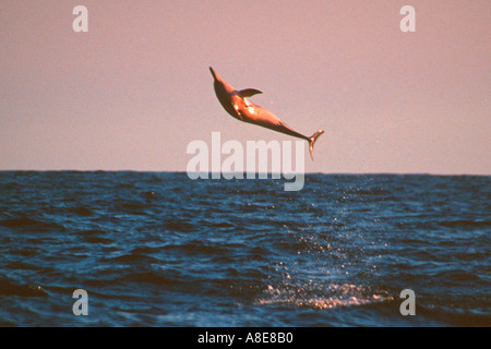 Spinner-Delphin springen Sonnenuntergang Stenella Longirostris Big Island Hawaii Stockfoto