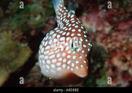 Hawaiian Whitespotted Toby endemische Canthigaster jactator Stockfoto