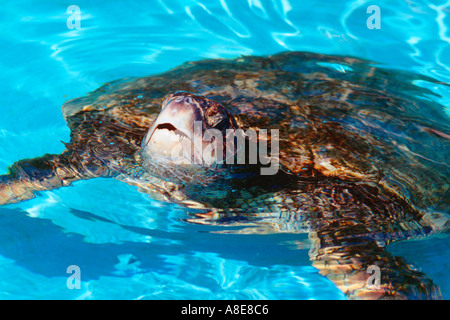 Grüne Meeresschildkröte Chelonia Mydas Oahu Hawaii N Pazifik Stockfoto