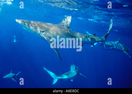 Galapagos Haie Carcharhinus Galapagensis Hawaii N Pazifik Stockfoto