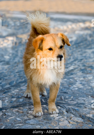 Puppy Hund Granada Spanien Stockfoto