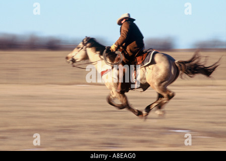 Ein Cowboy auf Reiten mit voller Geschwindigkeit Stockfoto