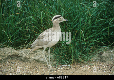 Peruanische dicken Knie Burhinus Superciliaris einzigen Vogel stehend Stockfoto