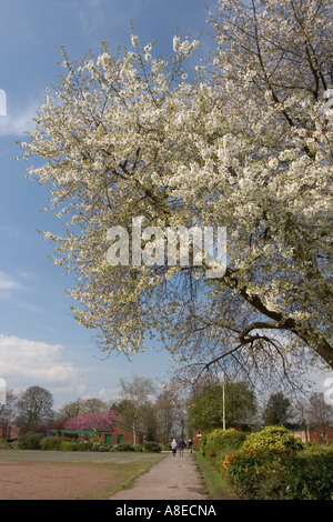 Cheshire Stockport Edgeley Alexandra Park Bäume in Blüte Stockfoto