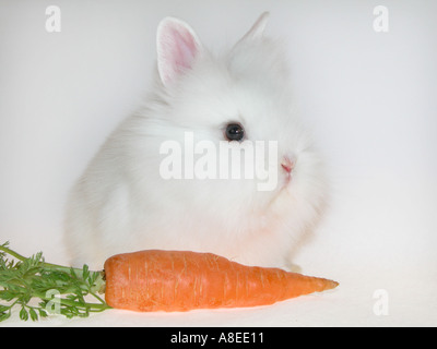 weißes Kaninchen Angora Langhaar mit Karotte Stockfoto