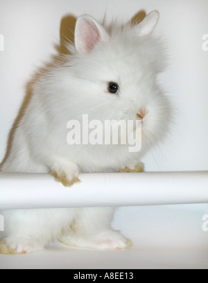 weißes Kaninchen Angora Langhaar Stockfoto