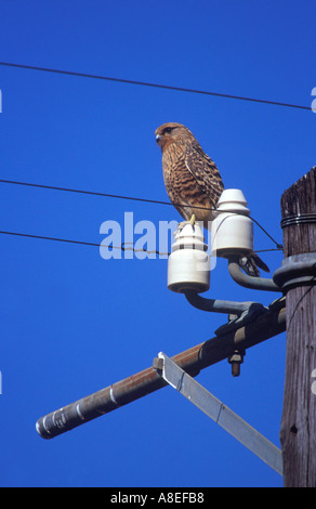 Größere Kestrel Falco Rupicoloides am Telefonmast Südafrika Stockfoto