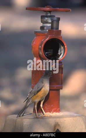 Kurrichane Soor Turdus Libonyana trinken aus Hydranten auf Campingplatz in Südafrika Stockfoto