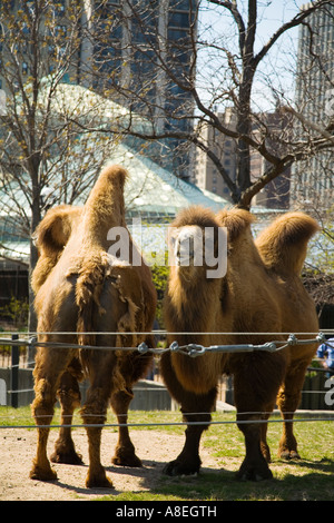 CHICAGO Illinois stehen zwei Bactrian Kamele Zaun in Gehege im Freien im Lincoln Park Zoo entlang zwei Höcker Stockfoto