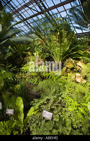CHICAGO Illinois Farn Zimmer im Lincoln Park Conservatory innen Botanischer Garten Stockfoto
