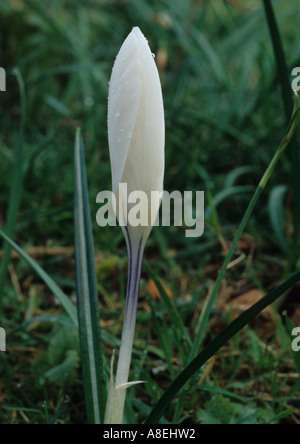 Nahaufnahme von Krokus im Vereinigten Königreich Stockfoto