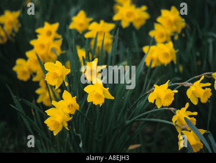 Narzissen (Narcissus Pseudonarcissus) im Vereinigten Königreich Stockfoto