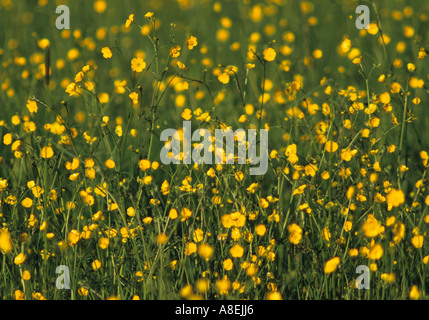 Wiese von Butterblumen im Vereinigten Königreich Stockfoto