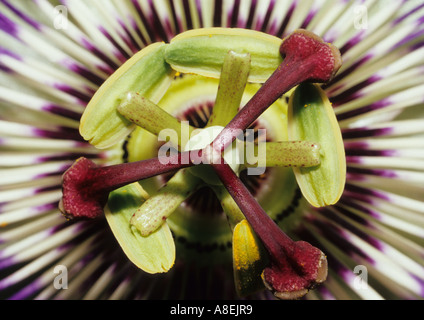 Close Up der Passionsblume (Passiflora Caerulea) im Vereinigten Königreich Stockfoto