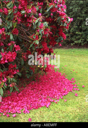 Rot Rhododendron Strauch abgefallene Blütenblätter auf dem grünen Rasen Bowood Estate Wiltshire UK Stockfoto