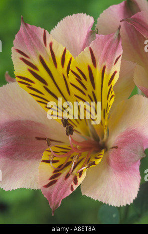 Alstroemeria "Prinzessin Paola". Peruanische Lilie Stockfoto