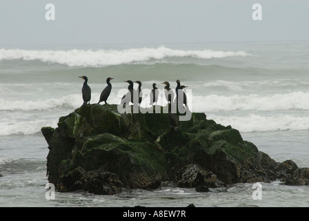 Verlernt an der Skeleton Coast, Namibia. Stockfoto