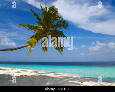 Malediven-Inseln Indischer Ozean Baa Atoll Kokospalme, Strand Stockfoto