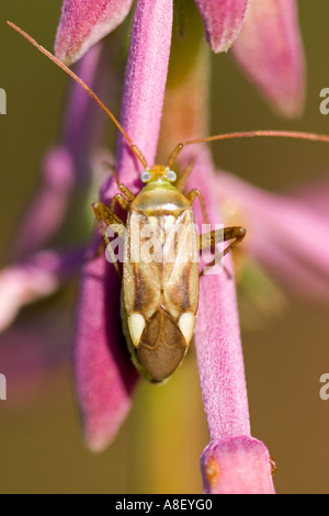 Alfalfa-Pflanze-bug Stockfoto