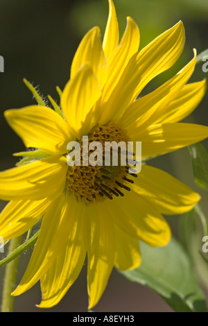 Wilden Sonnenblume Stockfoto