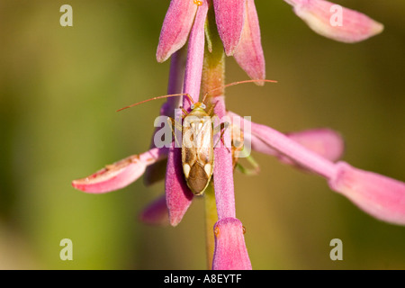 Alfalfa-Pflanze-bug Stockfoto