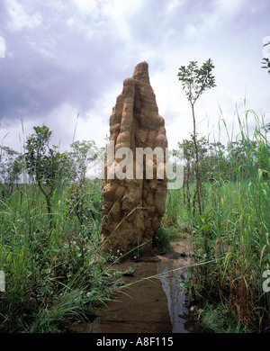 Kathedrale Termitenhügel im Litchfield National Park im Northern Territory Australien Stockfoto