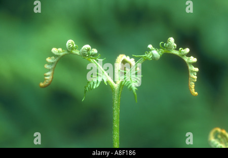 Ein junge frische grüne Adlerfarn Farn geformt wie der Buchstabe m in Epping Forest London England im Frühjahr Stockfoto