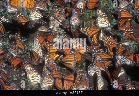 Monarchfalter Teppich den feuchten Waldboden in El Rosario Butterfly Sanctuary in der Nähe von Anganguaeo, Michoacan, Mexiko. Stockfoto