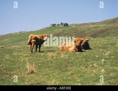 dh Highland Cow CATTLE UK Schottische Herde von Highland Cattle In Feldhütte Rousay Orkney langhaarige Kühe Kälber Haar Tiere Hochland schottland ländlich Stockfoto