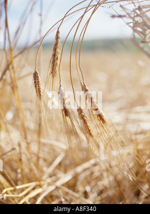 dh Bere CROP UK Gerstentyp, der in Orkney angebaut wird Feldfrüchte Getreide großbritannien Ernte Schottland Landwirtschaft schottische Felder Stockfoto