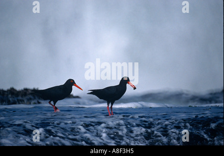 Ein paar Afrikanische schwarze Austernfischer ernähren entlang einem Chor Riff in Südafrika. Stockfoto