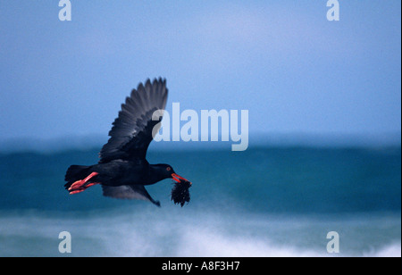 Eine afrikanische schwarze Austernfischer fliegt mit einer Auster im Schnabel vor der südafrikanischen Küste. Stockfoto