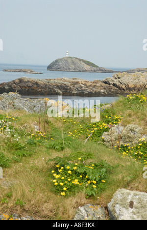 Kleinen Celandines sind Blumen, die blühen im zeitigen Frühjahr auf einer der Inseln des n Schottland, Großbritannien Stockfoto