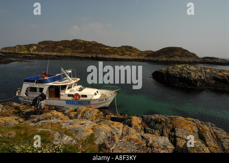 Das Whale Watching Visitors Boat of Sea Surveys of Mull, das auf einer der unbewohnten Inseln, der Coll-Insel in den Inneren Hebriden im Westen Schottlands, vertäut ist. Stockfoto