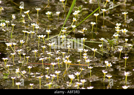 Gemeinsamen Wasser Crowfoot Ranunculus aquatilis Stockfoto