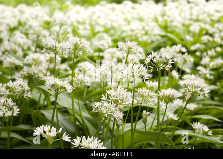 Teppich aus Bärlauch Stockfoto