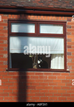 Katze sitzt In einem Schlafzimmerfenster Stockfoto
