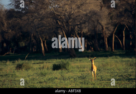 Ein einsamer Impala steht vor hohen Akazien Albida in Simbabwes Mana Pools National Park. Stockfoto