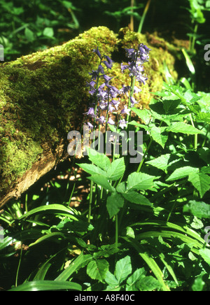 Dh Bluebell LILLIES UK Bluebells und Moos bedeckt Ast Binscarth Holz Orkney wilde Blume uk Stockfoto