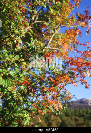 dh Rowan TREE UK wechselt die Farbe von Grün zu Herbstrot und braun Laub Blattbeeren verzweigen schottland Beere Stockfoto