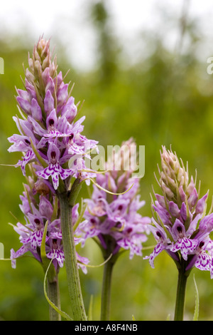 Heide gesichtet Orchidee Dactylorhiza maculata Stockfoto