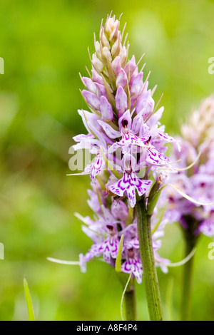 Heide gesichtet Orchidee Dactylorhiza maculata Stockfoto