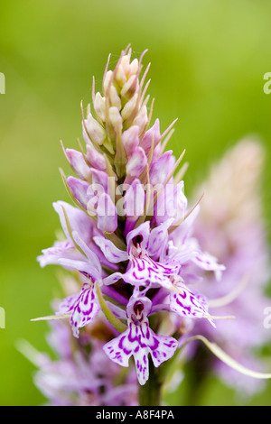 Heide gesichtet Orchidee Dactylorhiza maculata Stockfoto