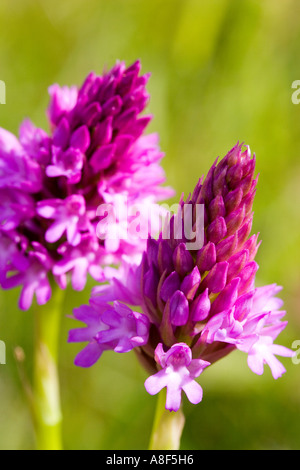 Pyramidenförmige Orchidee Anacamptis pyramidalis Stockfoto