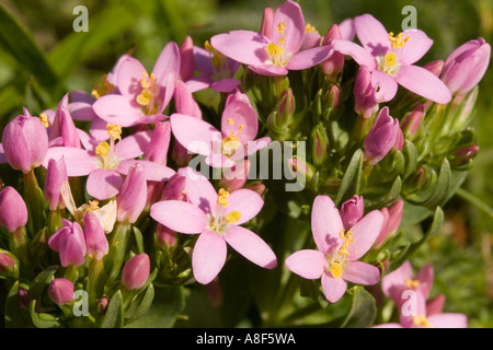 Gemeinsamen Tausendgüldenkraut Centaurium Saccharopolyspora Stockfoto