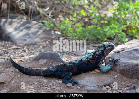 Adult Marine Iguana Amblyrhyncus Cristatus auf der Insel Espanola im Pazifischen Ozean Ecuador Galapagos Archipel Stockfoto