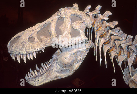 Kopf eines Dinosauriers Tyrannosaurus Rex Royal Tyrell Dinosaur Museum in der Nähe von Drumheller, Alberta Kanada Stockfoto