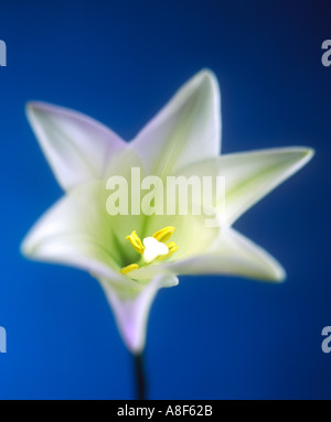 Lilie Blume Stockfoto